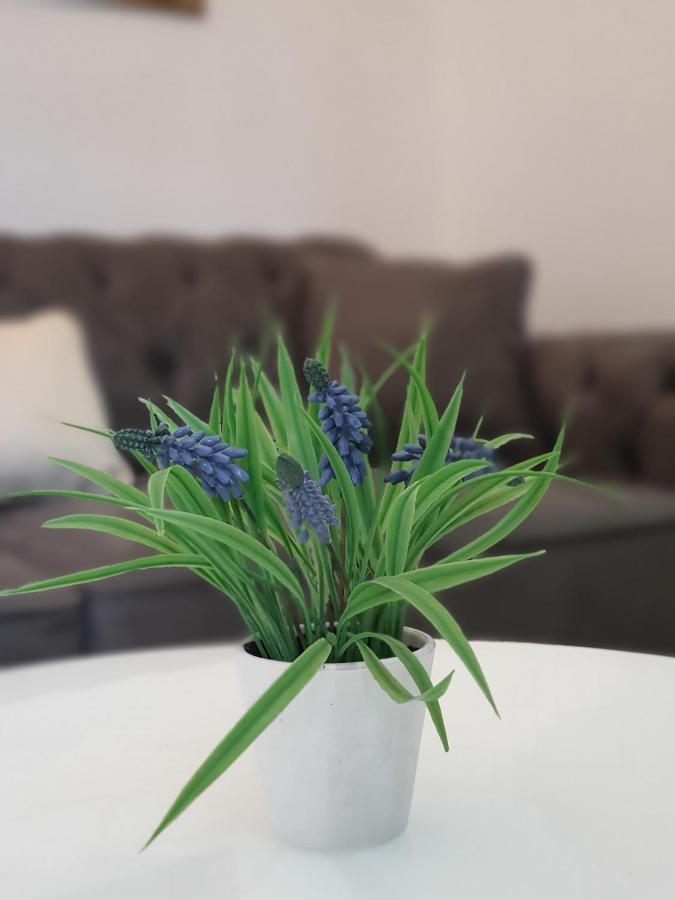 Clive Apartments Kotor Dış mekan fotoğraf